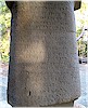 Phoenician inscription - B. Bilgin, 2009