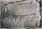 Griffin relief found in secondary use - K. Kohlmeyer, 2020