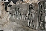 Two bulls at the west end of the north wall, half way inside the Ayyubid period building - K. Kohlmeyer, 2020
